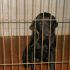 ***ADOTTATO***ZORRO labrador nero puro... salviamolo dalla morte in perrera!