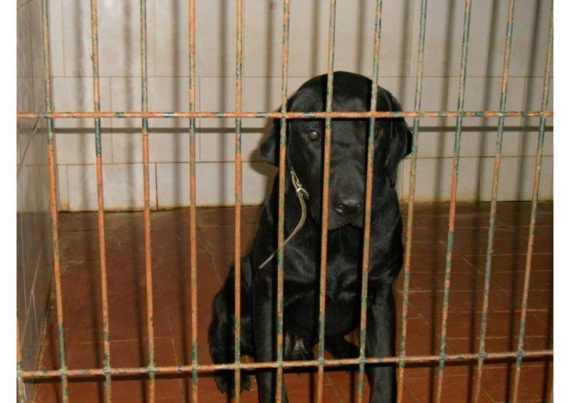 ***ADOTTATO***ZORRO labrador nero puro... salviamolo dalla morte in perrera!