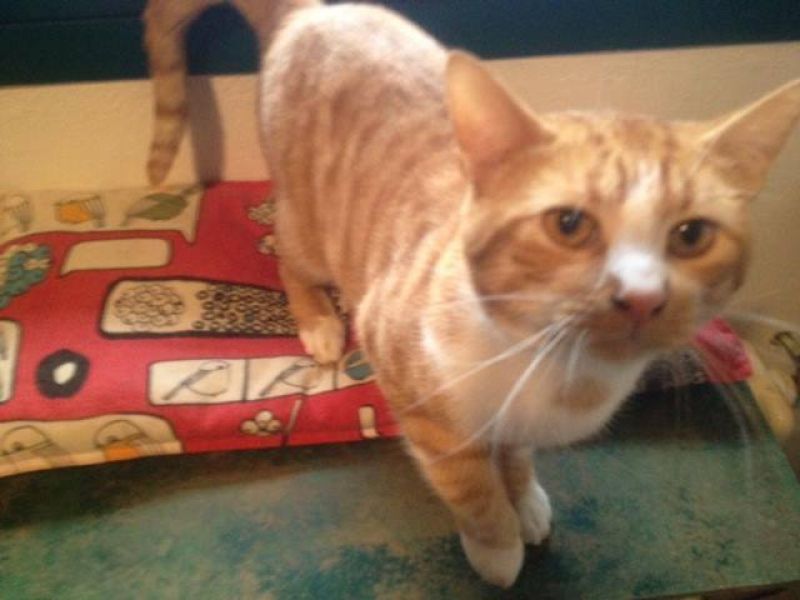 ***ADOTTATO***NINO bellissimo micione rosso salvato dalla perrera