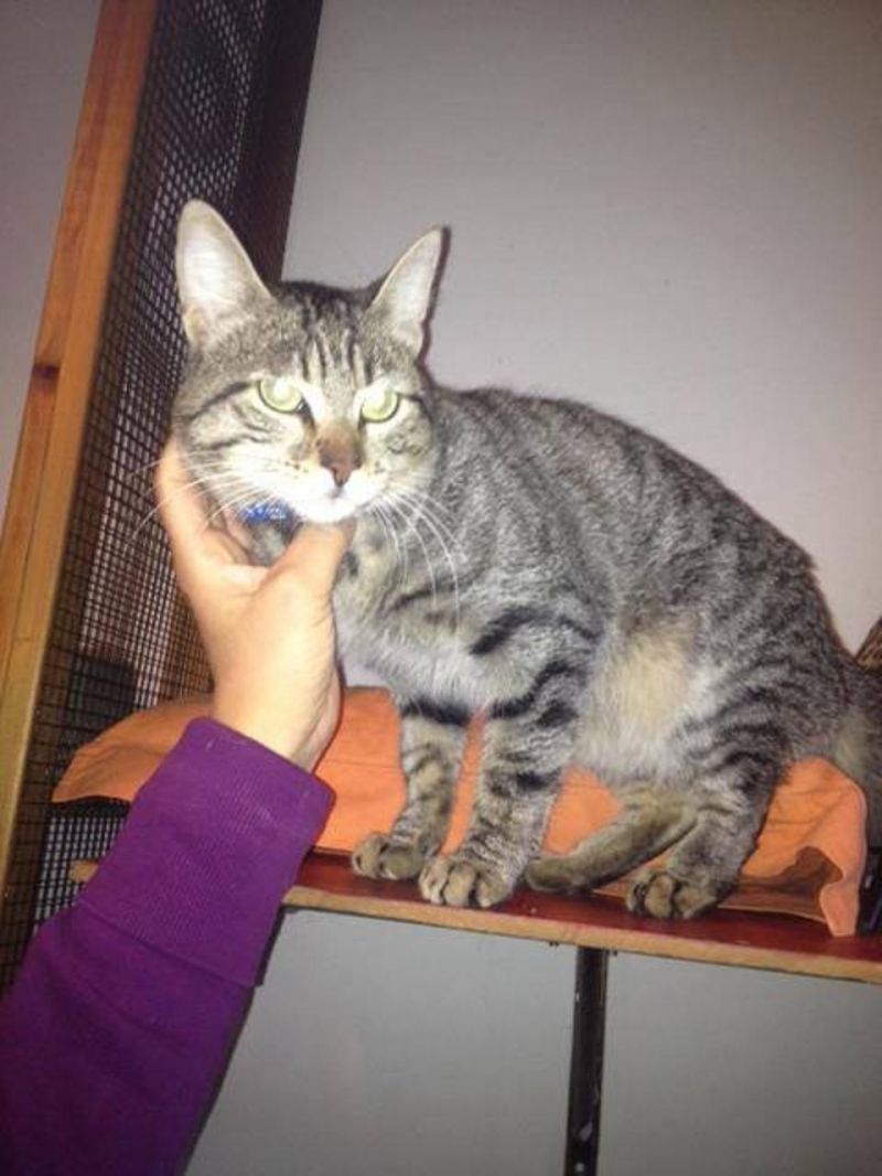 ***ADOTTATO***MINO splendido tigrotto affettuoso e giocherellone, salvato da una perrera