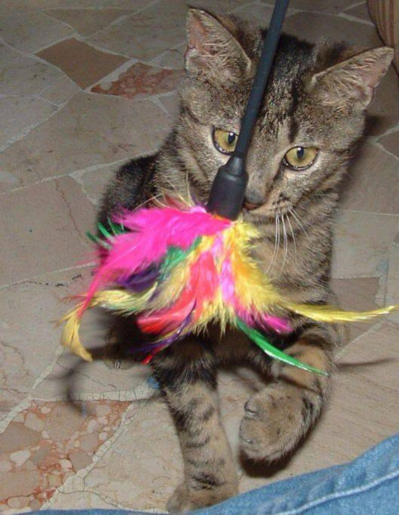 ***ADOTTATO***ROMY piccolo micino di soli 3 mesi, salvato dalla perrera