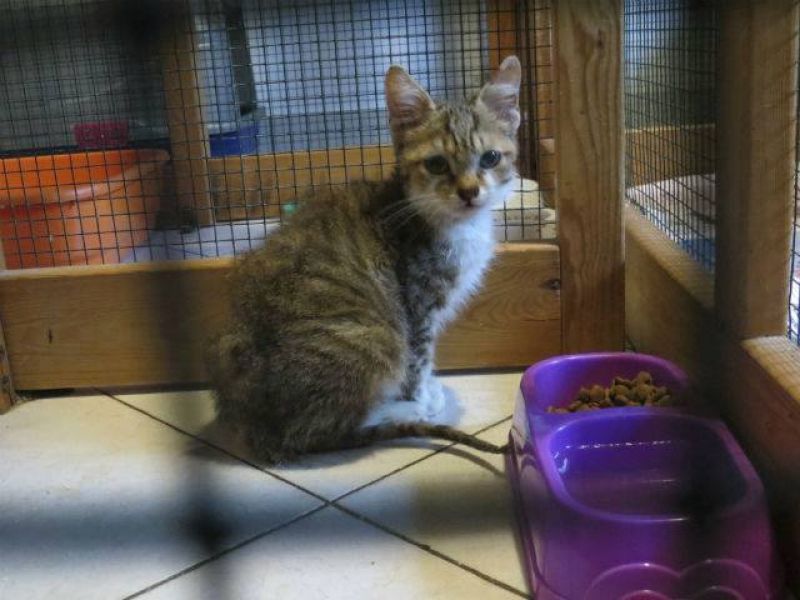 ***ADOTTATO***PLUTO scricciolino di 3 mesi circa salvato dalla perrera