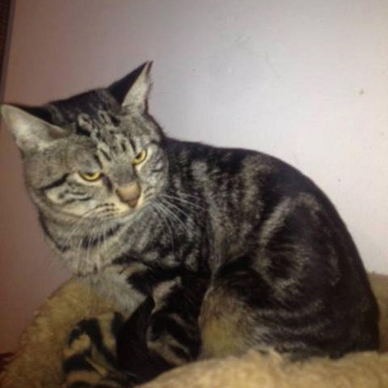 ***ADOTTATO***LEON meraviglioso micio europeo tigrato, salvato dalla perrera