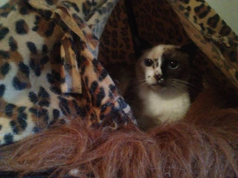 ***ADOTTATA***BELLA, meravigliosa micina simil siamese salvata dalla perrera