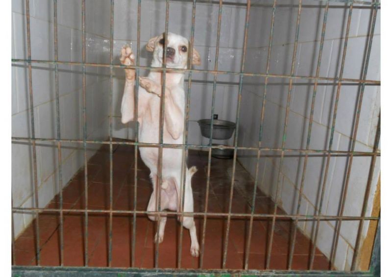 ***ADOTTATO***DAK piccolo e dolce chihuahua da salvare dalla perrera