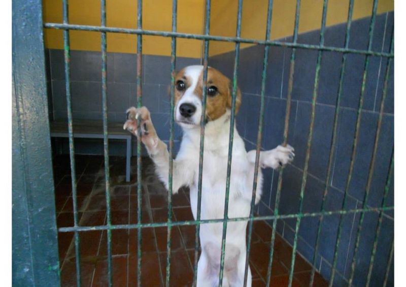 ***ADOTTATO***ETTORE, taglia piccola, con le sue zampine chiede pietà... salviamolo dalla perrera, o morirà!