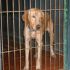 ***ADOTTATO***HAKAN giovane labrador da salvare dalla perrera, o morirà!
