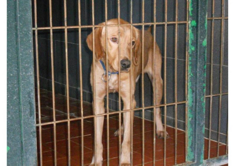 ***ADOTTATO***HAKAN giovane labrador da salvare dalla perrera, o morirà!