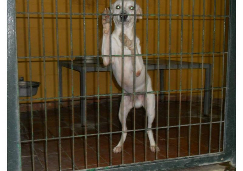 ***ADOTTATO***LAPSO maschio chihuahua da salvare dalla perrera, o morirà