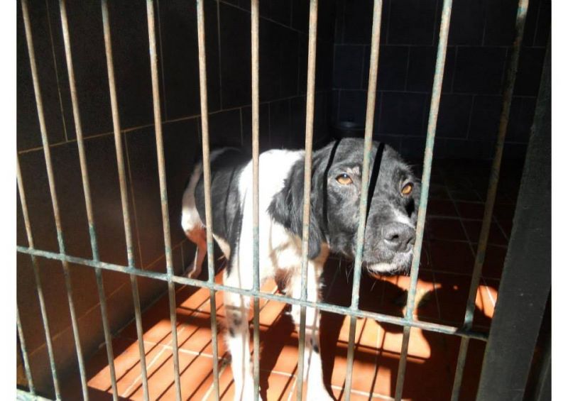 ***ADOTTATA***PETRA, dolcissima meticcia da salvare dalla perrera, o morirà!