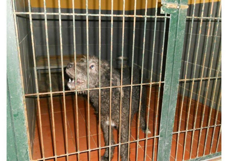 ***ADOTTATO***MIRTO... il tuo dolce cuore spezzato piange sangue!