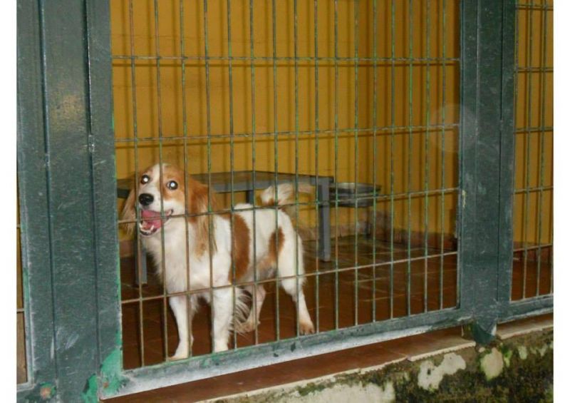 ***ADOTTATO***MACCHIA, piccolo pelosino da salvare dalla perrera, o morirà!