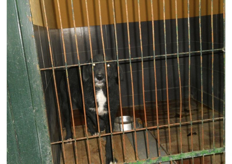 ***ADOTTATA***MARGO' dolcissima meticcia nera e bianca, da salvare dalla perrera, o morirà!