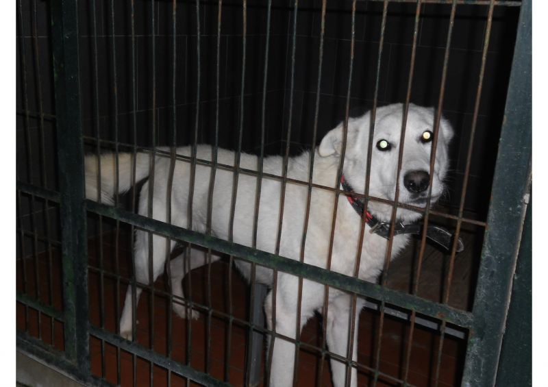 ***ADOTTATO***GIOTTO splendido meticciotto bianco e candido... da salvare dalla perrera o morirà!