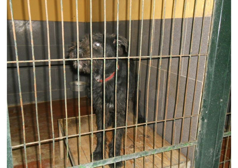 ***ADOTTATO***FLOYD piccolo meticcetto nero a pelo ispido da salvare dalla perrera, o morirà!