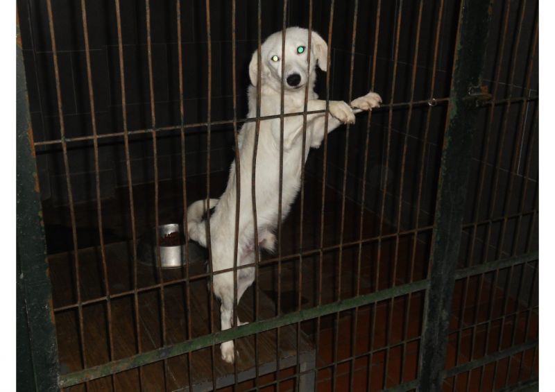 ***ADOTTATO***DEDO piccolo meticcetto bianco da salvare dalla perrera, o morirà!