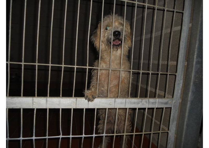 ***ADOTTATO**PILAR piccolo meticcetto da salvare dalla perrera, o morirà!