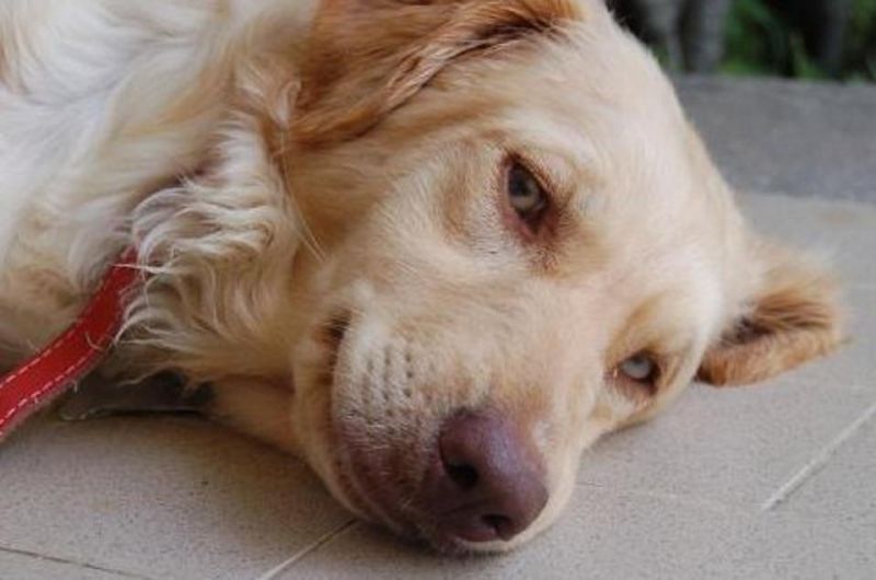 ADOTTATA! GRETEL dolcissima setter salvata dalla perrera