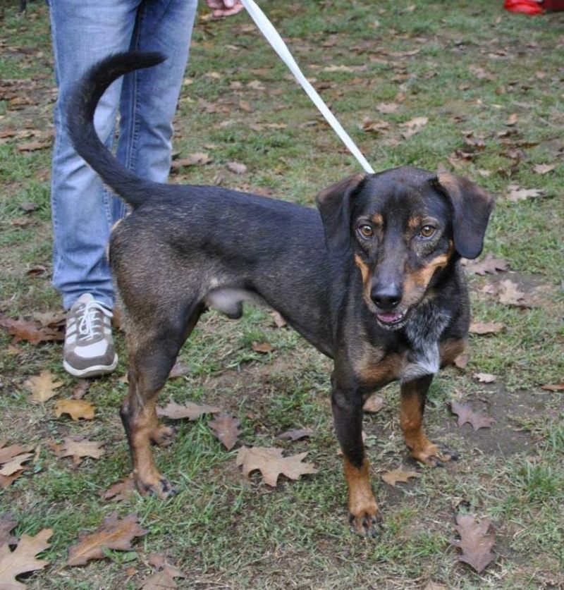 ***ADOTTATO***BRUCE... dalla perrera il nostro 'piccolo principe'...