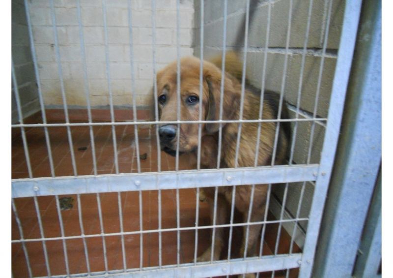 ***ADOTTATO***ERAGON MORIRA'! Guardatelo negli occhi e innamoratevi di lui...salvategli la vita!