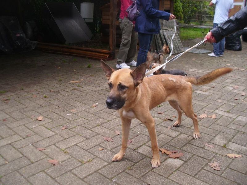 ADOTTATO! QUOD, una vita di solitudine e maltrattamenti... poi la perrera...