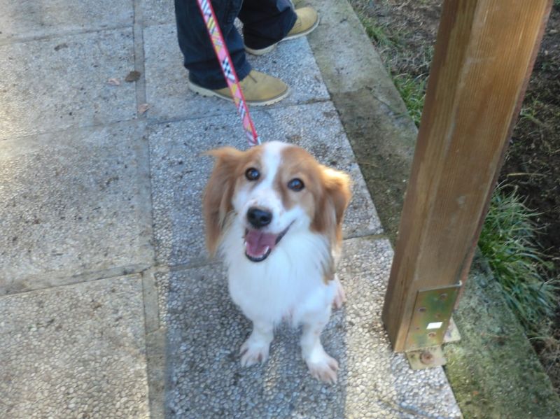 ***ADOTTATO***MACCHIA, simpaticissimo pelosino salvato dalla perrera