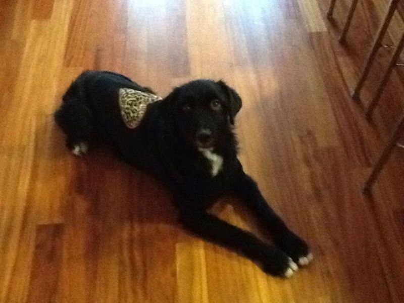 ***ADOTTATA***MARGO'... una tenerezza infinita... dalla perrera cerca il suo lieto fine!