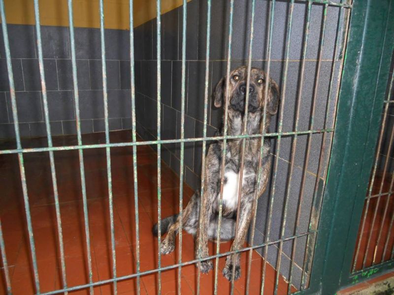 ***ADOTTATA***LILLA dolce meticcia tigrata, solare ed affettuosa...