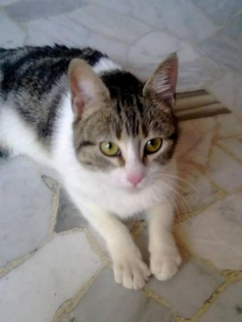 ***ADOTTATA***YING stupenda micetta bianca e tricolore, salvata dalla perrera