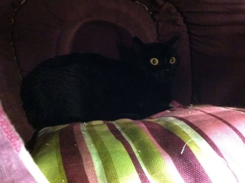 ***ADOTTATA***NOIR, adorabile panterina salvata dalla perrera