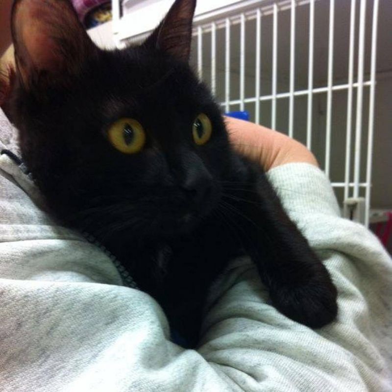 ***ADOTTATO***YANG, stupendo micione nero salvato dalla perrera