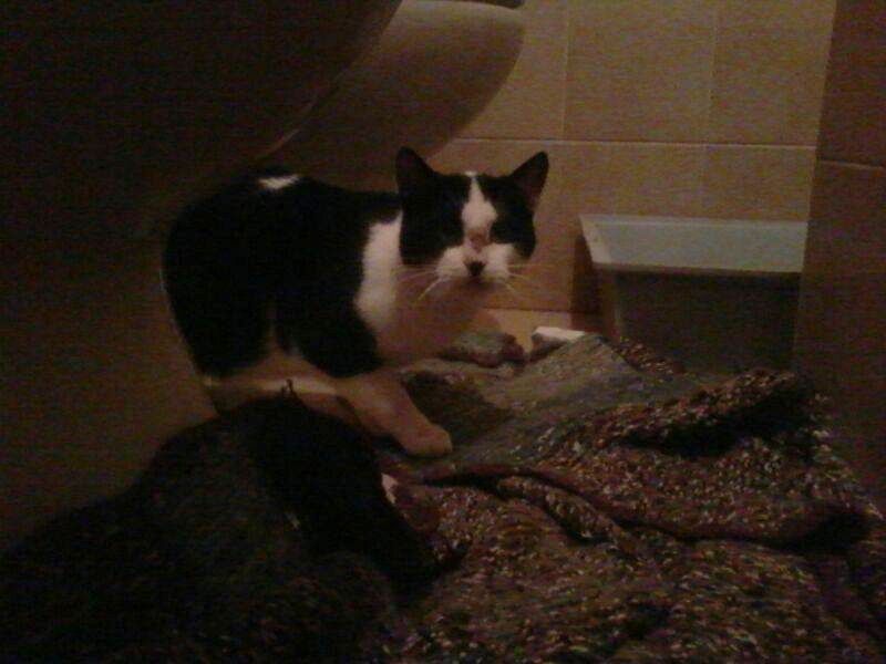 PIPPI, micetto bianco e nero salvato dalla perrera