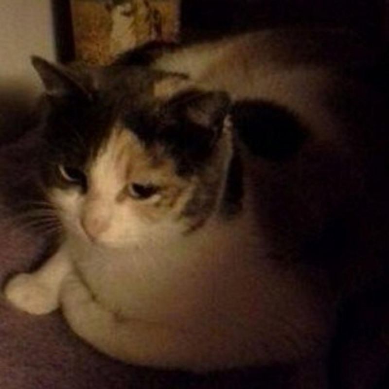 ADOTTATA! SOPHIE, stupenda micia tricolore coccolona salvata dalla perrera