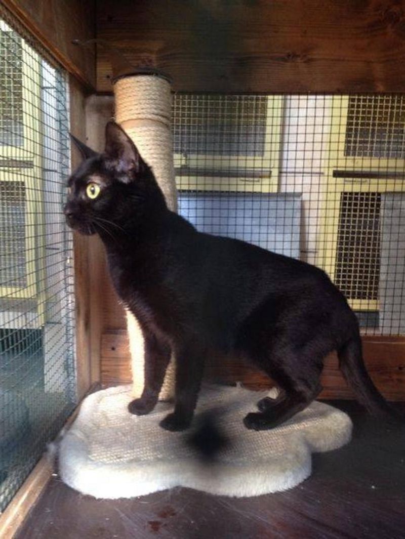 ***ADOTTATA***Piccola e dolce MIA... micettina nera salvata dalla perrera