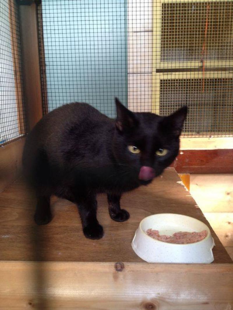 ***ADOTTATO***PILLO, micio nero con tanta voglia di vivere! Salvato dalla perrera