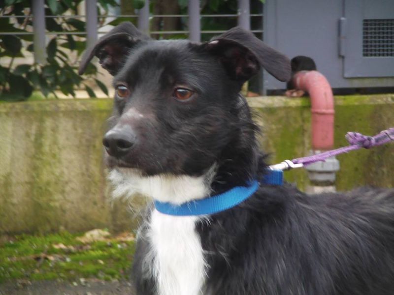 ***ADOTTATO***MOKY, dolce cucciolo salvato dalla perrera, adora i bambini e va d 'accordo con gli altri cani