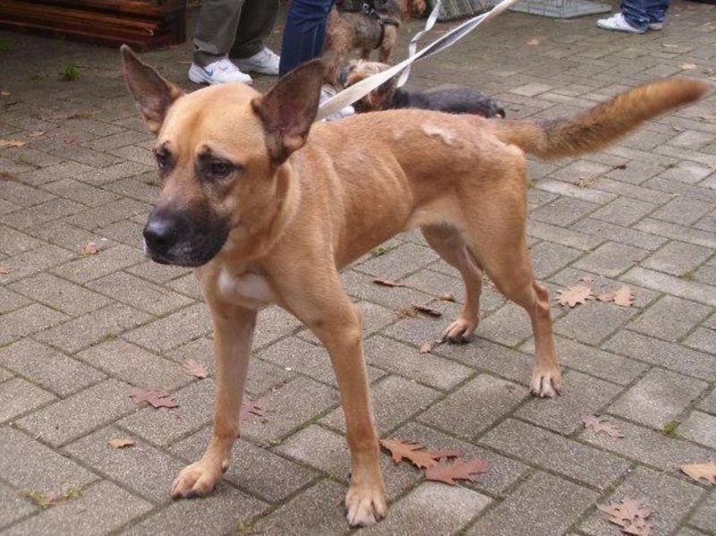 ADOTTATO! QUOD incrocio boxer buono, affettuoso e socievole con tutti