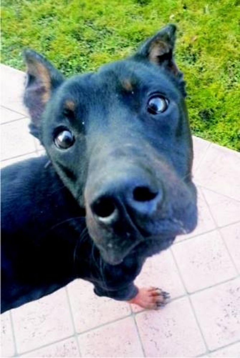 ADOTTATO! OTELLO, dolce cucciolone dobermann massacrato di botte...