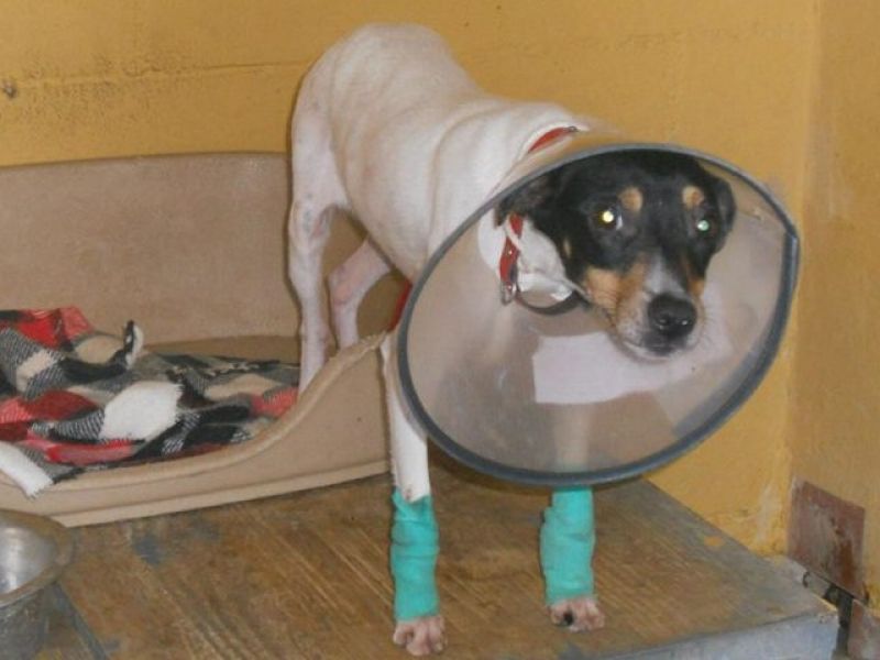 ADOTTATA! TRILLY femmina bodeguero (razza spagnola simile al jack russel) da salvare con urgenza dalla perrera!