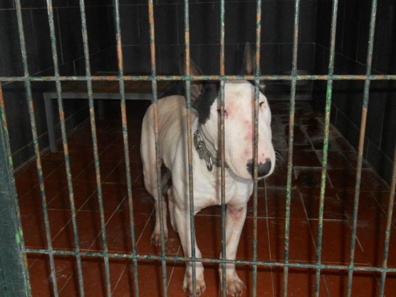 ***ADOTTATO***BULL maschio bull terrier in perrera