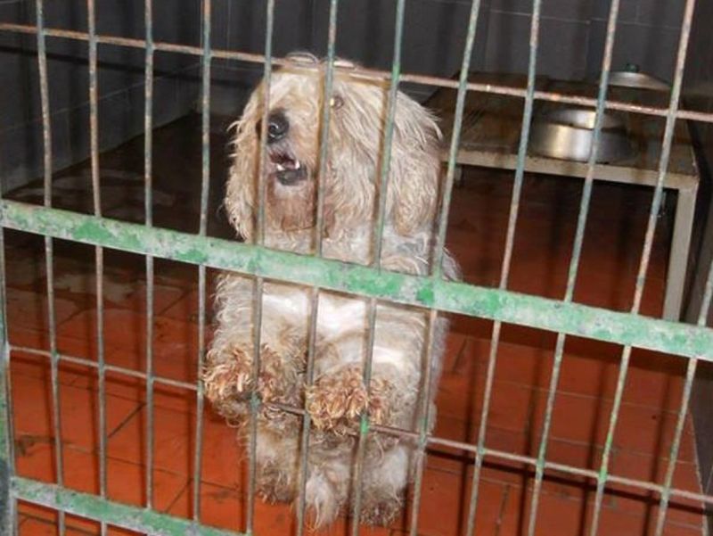 ***ADOTTATO/A***YORKY, incrocio yorkshire taglia piccola, da salvare dalla morte in perrera