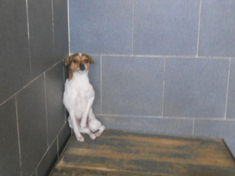 ***ADOTTATA***SWEET piccola pelosina terrorizzata, salviamola dalla morte in perrera!