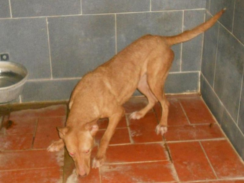 ADOTTATA! DUFFY femmina di razza podenco da salvare dalla morte in perrera!