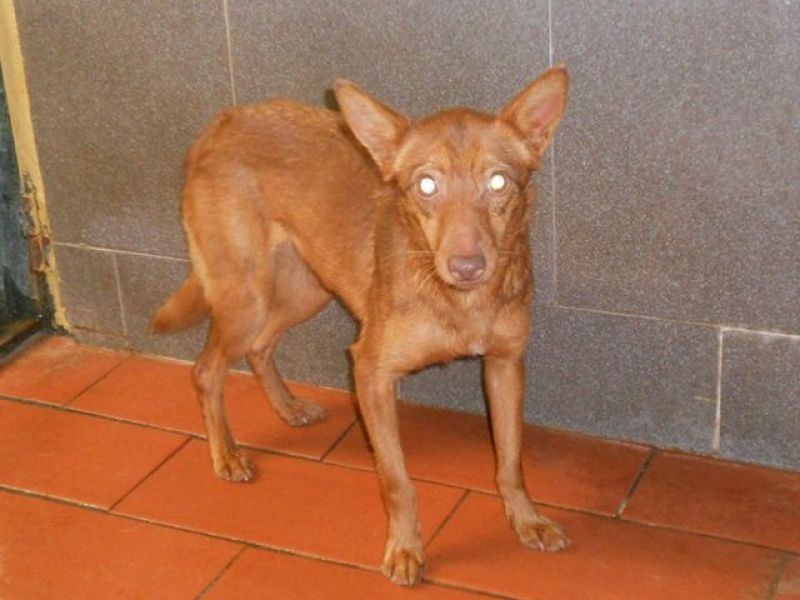 ***ADOTTATA***FIORE piccola podenchina da salvare dalla morte in perrera