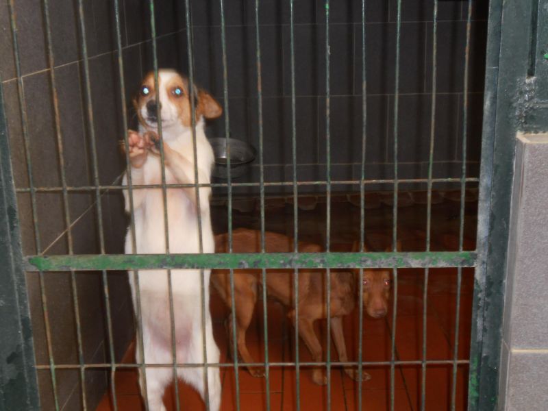 ***ADOTTATA***BABE piccola cucciolotta da salvare dalla morte in perrera