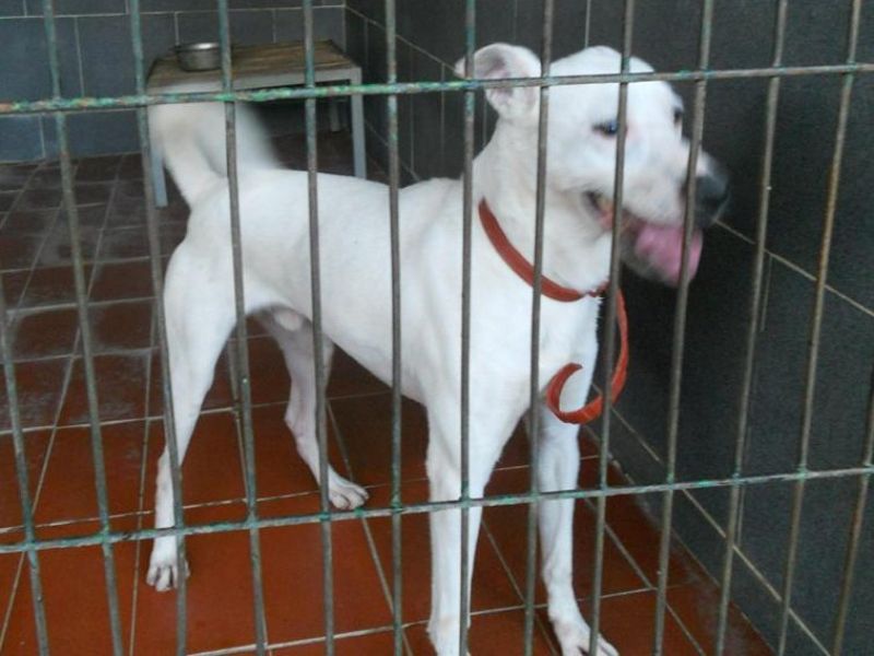 ***ADOTTATO***JOE splendido meticcio bianco da salvare dalla morte in perrera