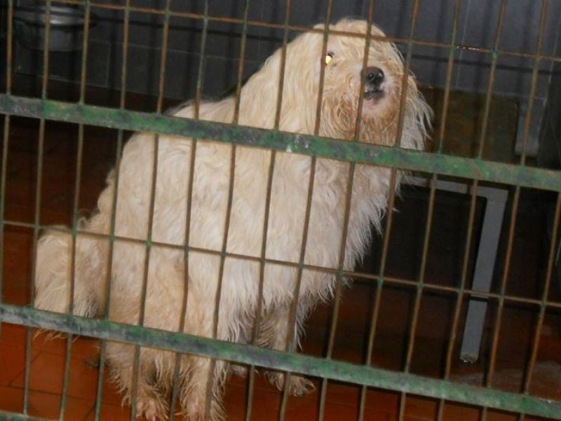 ***ADOTTATO***FURRY meticcio pelosone da salvare dalla morte in perrera