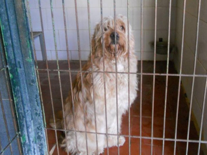 ***ADOTTATO***HONEY splendido meticcio a pelo lungo da salvare dalla morte in perrera