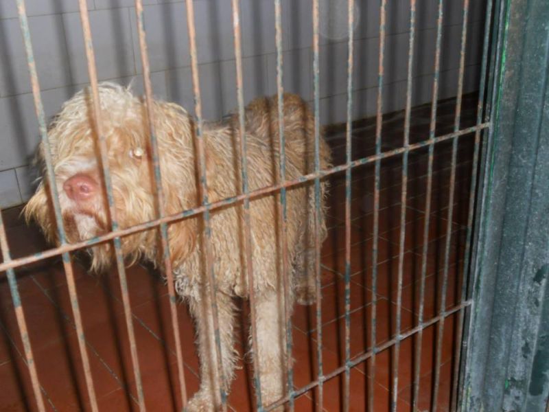 ADOTTATO! BURNEY meraviglioso meticcio a pelo lungo, da salvare dalla morte in perrera