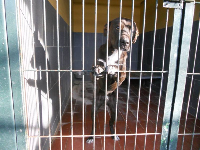 ***ADOTTATO***BROWNY piccolo meticcio dallo sguardo dolce, da salvare dalla perrera...